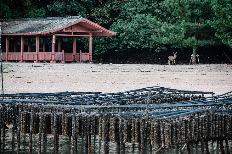 vue de la plage de Miyajima