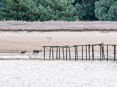 photo de la côte de Miyajima avec des cerfs